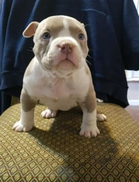 Pocket bully pups for sale in Mesquite, TX - 5miles: Buy and Sell