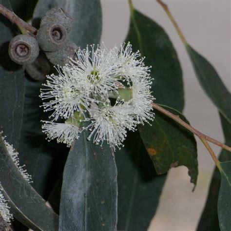 Messmate Stringybark (Eucalyptus Obliqua) | Sequoia Valley Farms