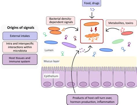 Sources of prophage‐triggering factors in the GIT. Signals reported to ...