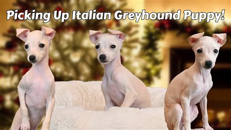 Greyhound Puppies