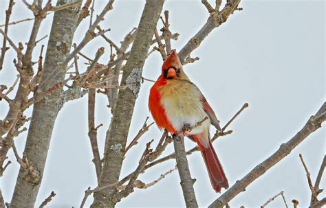 Northern cardinal bird facts everyone should know | Popular Science