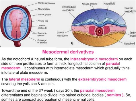 PPT - Mesodermal derivatives PowerPoint Presentation, free download ...