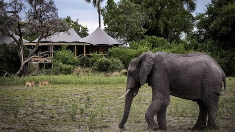 Mombo Camp, Okavango Delta - Kated