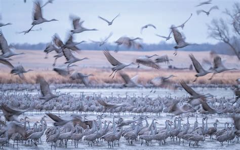 Sandhill Crane Spotting Is Alive and Well in Nebraska | Sierra Club