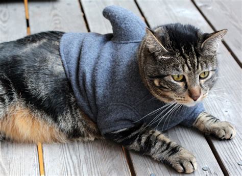 The rare cat shark | The Spokesman-Review