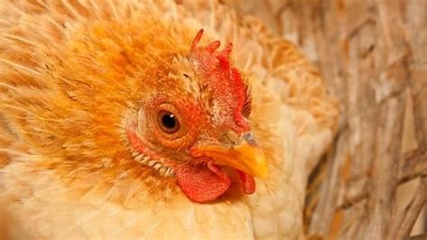 What Causes Lash Eggs & Salpingitis In Backyard Chickens? | Pampered Chicken Mama