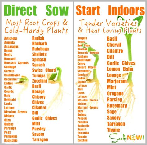 How do I Know Which Seeds to Direct Sow and Which to Seeds to Start In ...