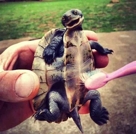 Known as the plastron, the "belly" of a turtle, like the rest of their ...