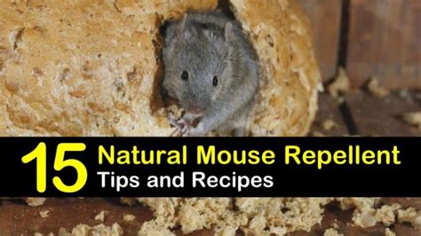 15 Brilliant DIY Mouse Repellents