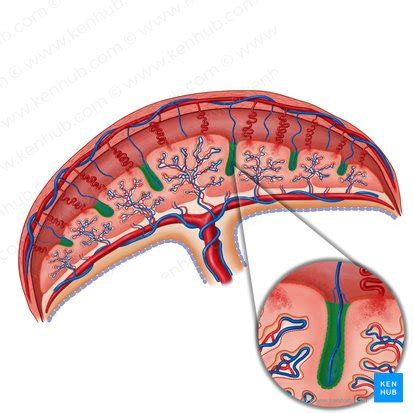 Decidua: Anatomy, function and parts | Kenhub