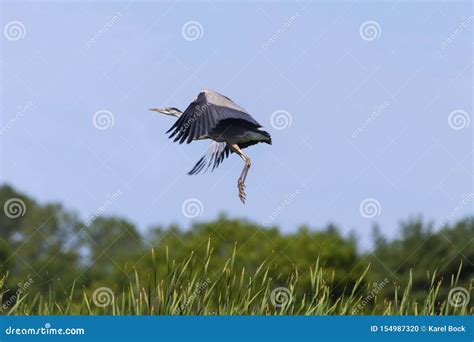 Young Great Blue Heron Ardea Herodias in Flight Stock Photo - Image of ardea, environment: 154987320