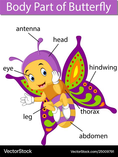 Diagram showing body part butterfly Royalty Free Vector