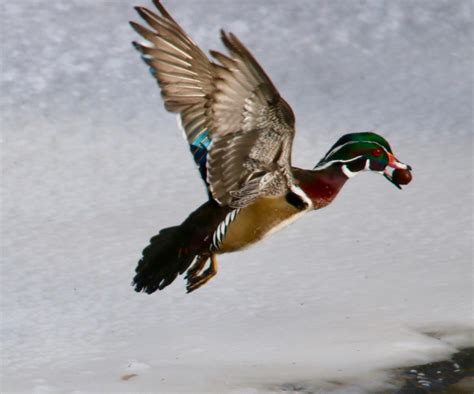 Wood Duck Flying Mount