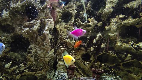 Colorful fish inside of a nicely decorated aquarium. Fish pets in water ...