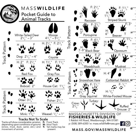 Get to know animal tracks | Mass.gov