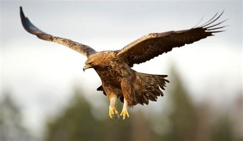 Golden Eagle Bird Photos With Pictures