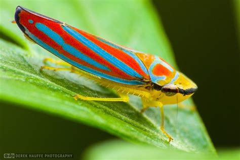 Red-banded Leafhopper ( _Graphocephala coccinea_ ) | Small pets, Animals, Creatures