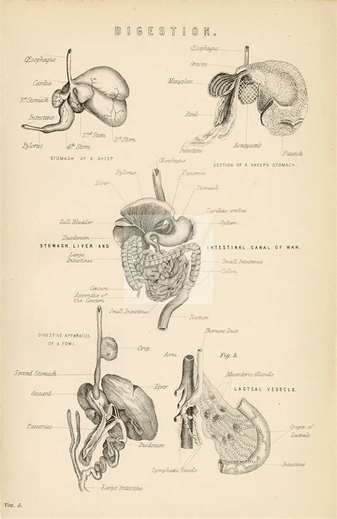 ANATOMY Digestion of Sheep Fowl and Man Antique 1880 | Etsy