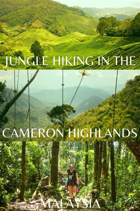 Jungle Hiking in the Cameron Highlands - This Wild Life Of Mine