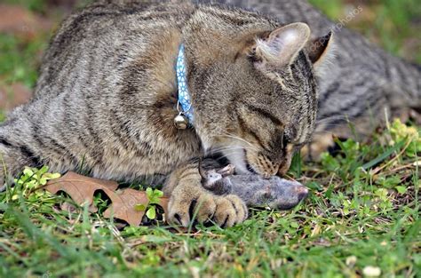 Cat with Mole — Stock Photo © noonie #17715371