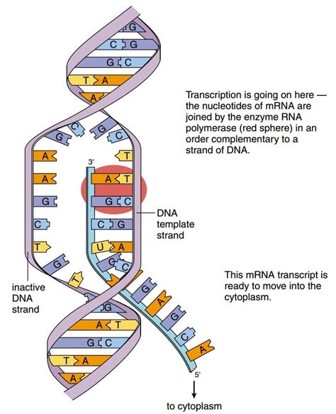 Protein Synthesis – Patryk's Blog