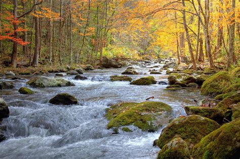 Smoky Mountain Stream in Autumn | Pugh CPAs