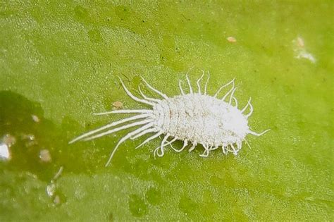 Mealybugs - 7 Methods to Get Rid of Mealybugs on Plants