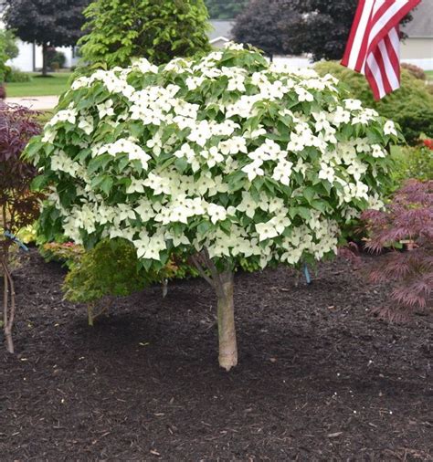 KOUSA DOGWOOD OrnamentalTree ~White bloom~ "Red fruit" 5+ Perennial Seeds | Dwarf trees for ...