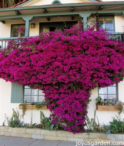 970 best images about Bougainvillea on Pinterest | Capri italy, Dubai and Capri