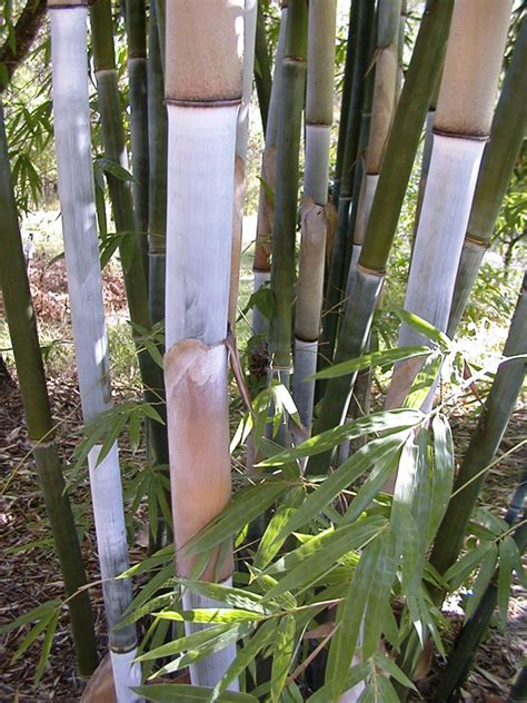 Bamboo Australia » Bamboo Clumping Species