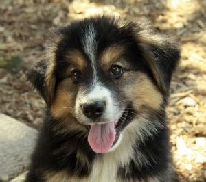 7 Facts That Will Make You Love the Border Collie German Shepherd Mix ...