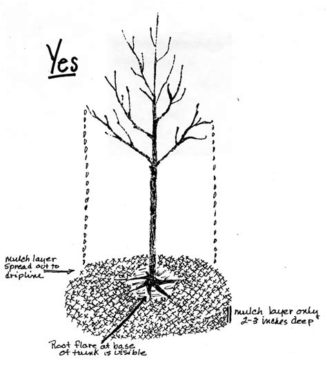 Mulching Trees Correctly | The Marple Tree Commission