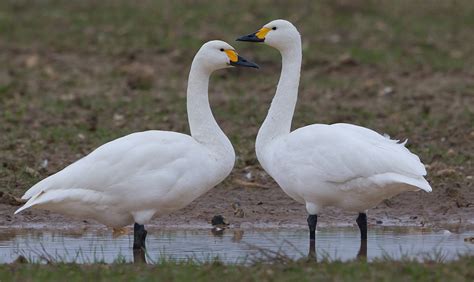 Bewick's Swan by Nick Brown - BirdGuides