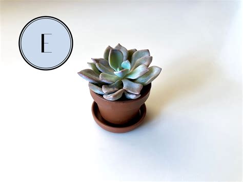 Mini Succulents in Pots Live Plants Wedding Favors Tiny - Etsy