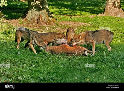 Pack of wolves hunting hi-res stock photography and images - Alamy