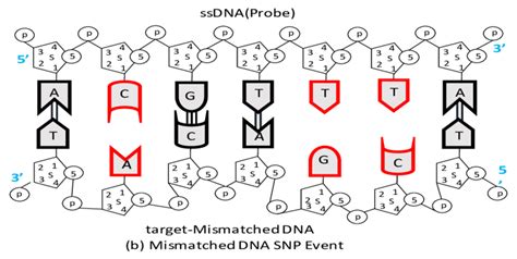 5: Schematic of DNA hybridization event. (a) Represents the perfectly ...