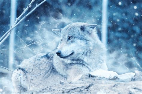 Wolf Animal Snow - Free photo on Pixabay