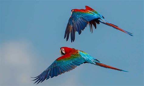 Rewilding – The Return of the Macaw | Satopia Travel