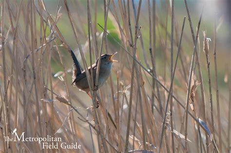 Metropolitan Dawn Chorus