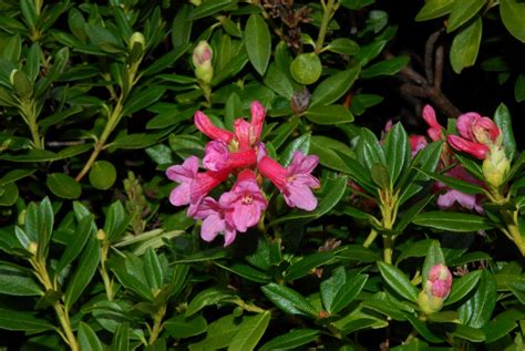 Rhododendron ferrugineum (Ericaceae) image 33731 at