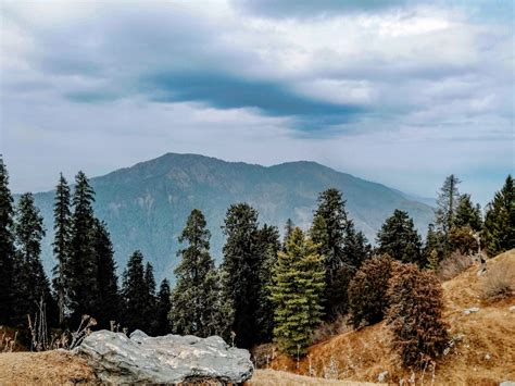 In Pakistan, a once-threatened pine tree is staging a comeback