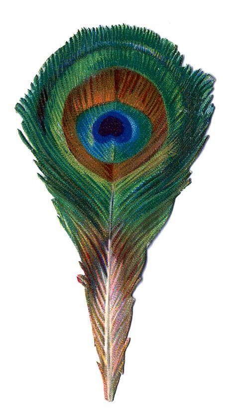 Antique Graphic - Small Peacock Feather - The Graphics Fairy