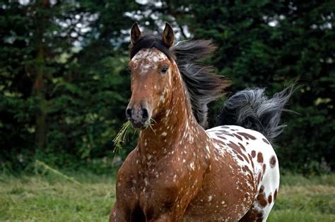 A Guide To Understanding Appaloosa Horse Coat Genetics