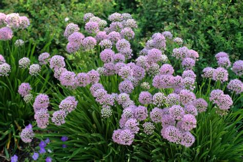 Allium Tanguticum 'Summer Beauty' | Summer Beauty Allium | Jim Whiting ...