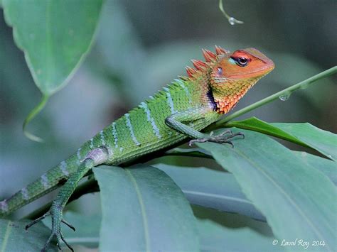 Calotes versicolor / Agame versicolore / Oriental Garden L… | Flickr