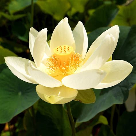 Lotus Seeds Plant | kdc.org.pk