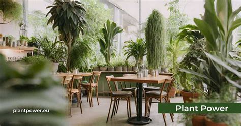 Green Ambiance: Choosing the Best Plants for Your Cafe - PlantPower.eu