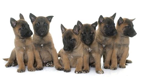 Belgian Malinois puppies - Royal Dog Academy