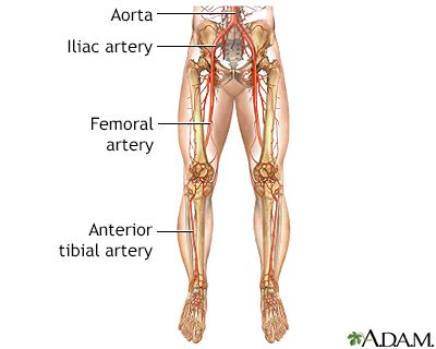 Arteries And Veins Of The Lower Body