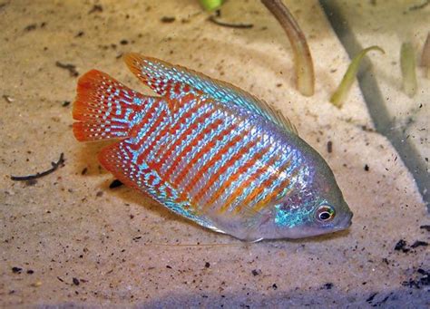 dwarf gourami fish | Gourami fish, Dwarf gourami fish, Fish